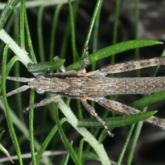 Coryphistes ruricola (Bark-mimicking Grasshopper) at Acton, ACT - 12 Apr 2022 by jb2602