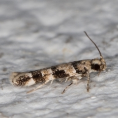 Limnaecia (genus) (A Gelechioid moth) at Melba, ACT - 4 Mar 2022 by kasiaaus