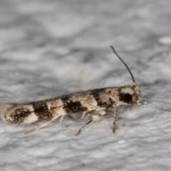 Limnaecia leptomeris at Melba, ACT - 4 Mar 2022 10:33 PM