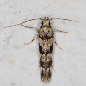 Limnaecia (genus) at Melba, ACT - 4 Mar 2022