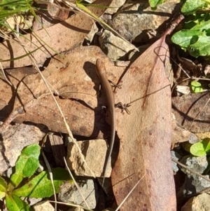 Pseudemoia entrecasteauxii at Cotter River, ACT - 13 Apr 2022