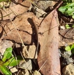 Pseudemoia entrecasteauxii at Cotter River, ACT - 13 Apr 2022