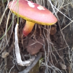 Unidentified Bolete - Fleshy texture, stem central (more-or-less) (TBC) at Cotter River, ACT - 13 Apr 2022 by VanceLawrence