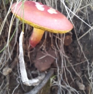 Boletellus obscurecoccineus at Cotter River, ACT - 13 Apr 2022 11:32 AM