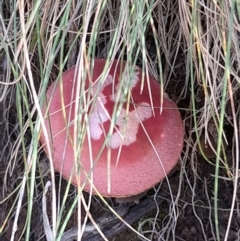 Boletellus obscurecoccineus at Cotter River, ACT - 13 Apr 2022