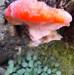 Unidentified Fungus at Cotter River, ACT - 13 Apr 2022 by VanceLawrence