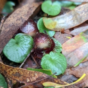 Corysanthes hispida at Paddys River, ACT - suppressed