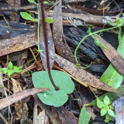 Acianthus exsertus (Large Mosquito Orchid) at Paddys River, ACT - 11 Apr 2022 by mainsprite