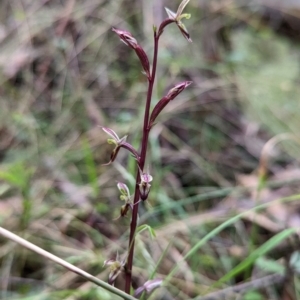 Acianthus exsertus at Paddys River, ACT - 11 Apr 2022