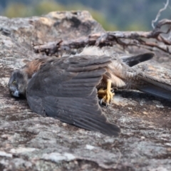 Accipiter fasciatus (Brown Goshawk) at Morton National Park - 11 Apr 2022 by PDL08