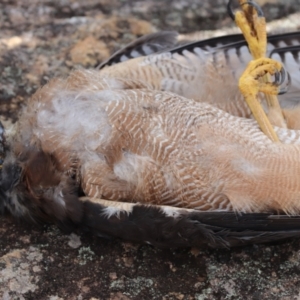 Accipiter fasciatus at Bundanoon, NSW - 11 Apr 2022