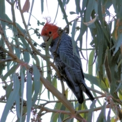 Callocephalon fimbriatum (Gang-gang Cockatoo) at Wodonga - 12 Apr 2022 by KylieWaldon