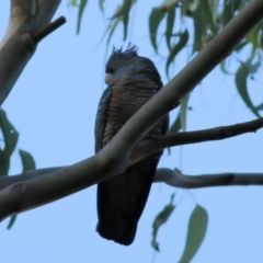 Callocephalon fimbriatum at West Wodonga, VIC - suppressed