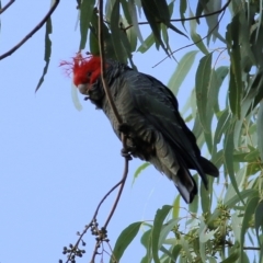 Callocephalon fimbriatum at West Wodonga, VIC - 13 Apr 2022