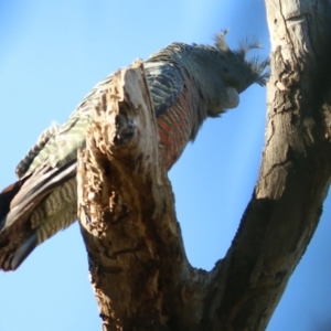 Callocephalon fimbriatum at West Wodonga, VIC - suppressed