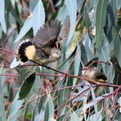 Acanthiza reguloides (Buff-rumped Thornbill) at Albury, NSW - 11 Apr 2022 by KylieWaldon