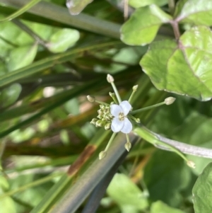 Rorippa nasturtium-aquaticum at Mount Clear, ACT - 13 Apr 2022