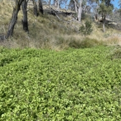 Rorippa nasturtium-aquaticum at Mount Clear, ACT - 13 Apr 2022