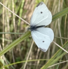 Pieris rapae (Cabbage White) at Mount Clear, ACT - 13 Apr 2022 by JaneR