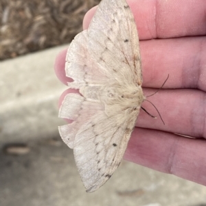 Chenuala heliaspis at Queanbeyan, NSW - 13 Apr 2022