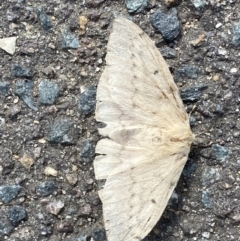 Chenuala heliaspis at Queanbeyan, NSW - 13 Apr 2022 10:39 AM