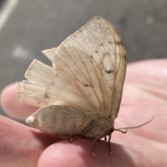 Chenuala heliaspis at Queanbeyan, NSW - 13 Apr 2022 10:39 AM