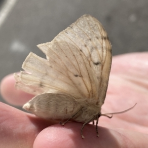 Chenuala heliaspis at Queanbeyan, NSW - 13 Apr 2022 10:39 AM