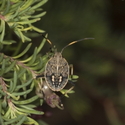 Theseus modestus (Gum tree shield bug) at ANBG - 12 Apr 2022 by AlisonMilton