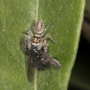 Opisthoncus grassator at Acton, ACT - 12 Apr 2022