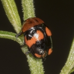 Ditropidus pulchellus (Leaf beetle) at ANBG - 12 Apr 2022 by AlisonMilton