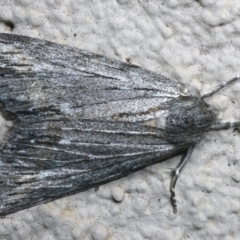 Capusa (genus) (Wedge moth) at Ainslie, ACT - 12 Apr 2022 by jb2602