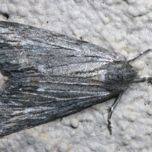 Capusa (genus) at Ainslie, ACT - 12 Apr 2022