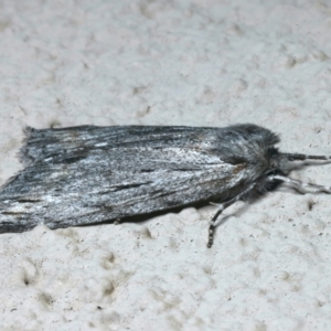 Capusa (genus) at Ainslie, ACT - 12 Apr 2022