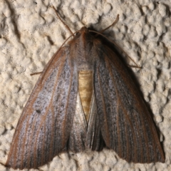 Paralaea porphyrinaria (Chestnut Vein Crest Moth) at Ainslie, ACT - 12 Apr 2022 by jb2602