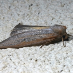 Paralaea porphyrinaria at Ainslie, ACT - 12 Apr 2022 09:20 PM