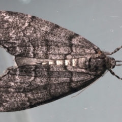 Smyriodes (genus) (A Geometer moth) at Ainslie, ACT - 12 Apr 2022 by jb2602