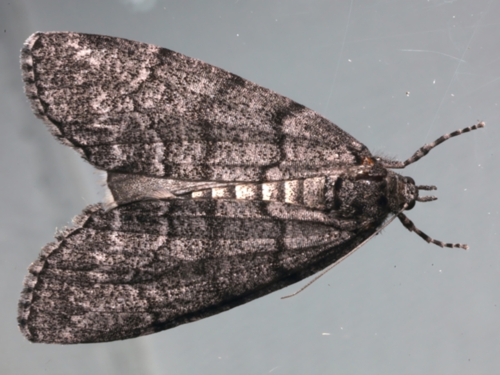 Smyriodes (genus) at Ainslie, ACT - 12 Apr 2022