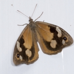 Heteronympha merope (Common Brown Butterfly) at Acton, ACT - 12 Apr 2022 by AlisonMilton