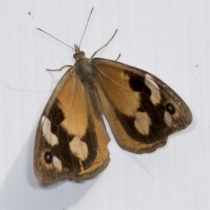 Heteronympha merope at Acton, ACT - 12 Apr 2022