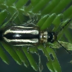 Monolepta froggatti (Leaf beetle) at ANBG South Annex - 12 Apr 2022 by jb2602