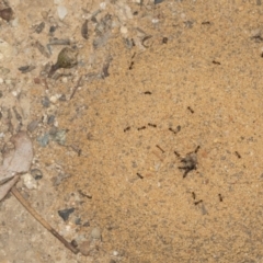 Monomorium sp. (genus) at O'Connor, ACT - 12 Apr 2022