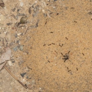 Monomorium sp. (genus) at O'Connor, ACT - 12 Apr 2022