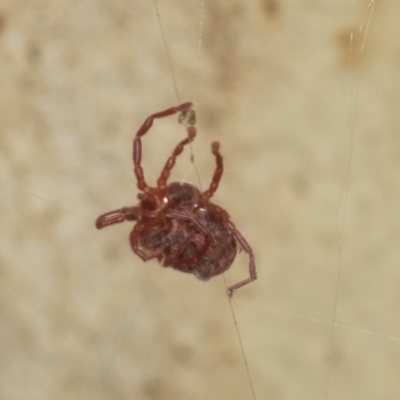 Trombidiidae (family) (Red velvet mite) at Acton, ACT - 12 Apr 2022 by AlisonMilton