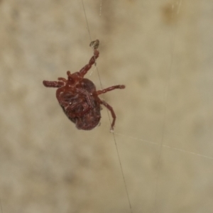 Trombidiidae (family) at Acton, ACT - 12 Apr 2022 10:43 AM