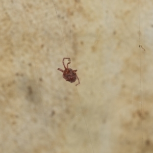 Trombidiidae (family) at Acton, ACT - 12 Apr 2022