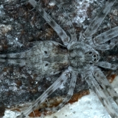 Tamopsis sp. (genus) (Two-tailed spider) at ANBG South Annex - 12 Apr 2022 by jb2602