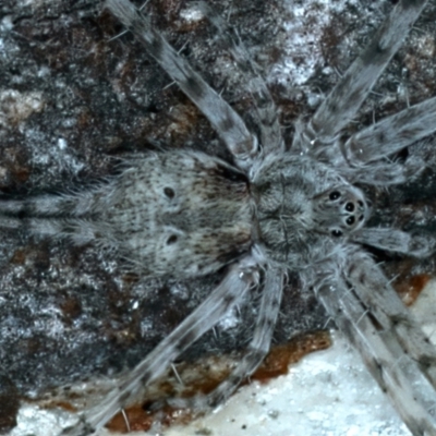 Tamopsis sp. (genus) (Two-tailed spider) at Acton, ACT - 12 Apr 2022 by jb2602