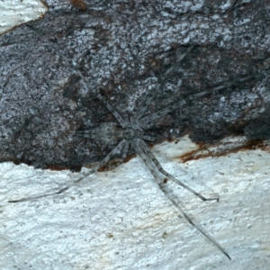 Tamopsis sp. (genus) at Acton, ACT - 12 Apr 2022