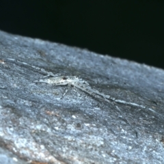 Tamopsis sp. (genus) at Acton, ACT - 12 Apr 2022