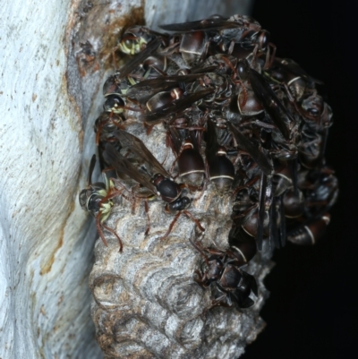 Ropalidia plebeiana (Small brown paper wasp) at ANBG South Annex - 12 Apr 2022 by jb2602